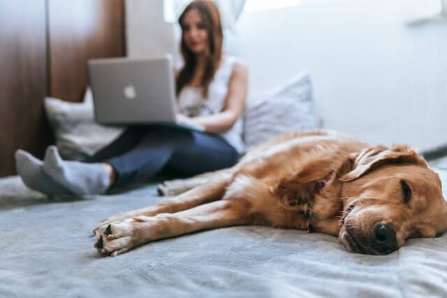 Woman working on a laptop while her pet dog rests beside her.