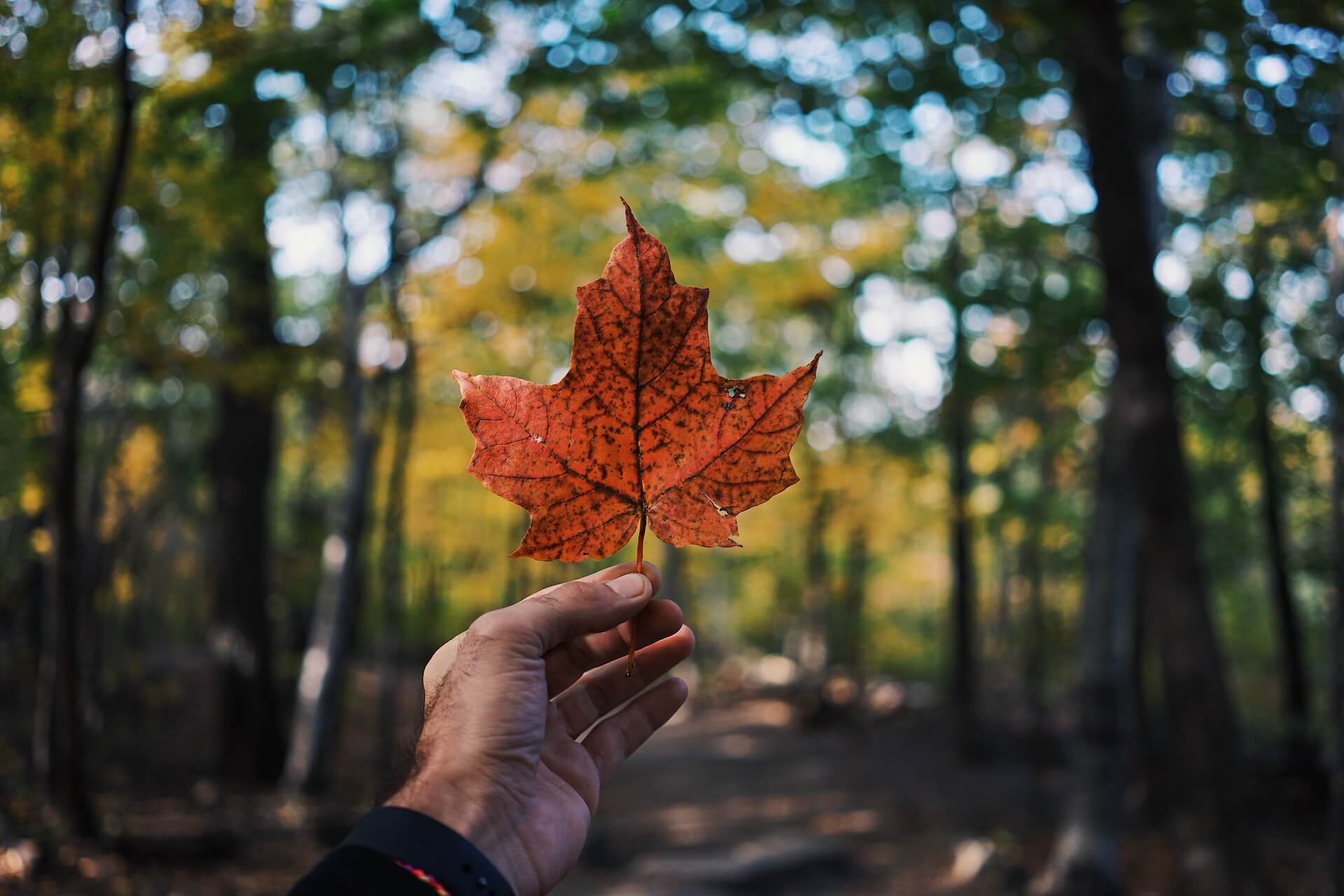 Hand holding a maple leaf