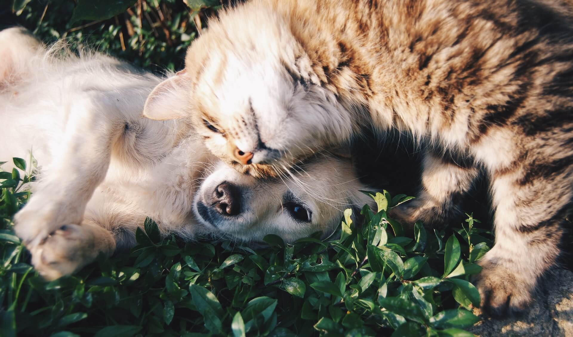 Cat and dog playing outside.