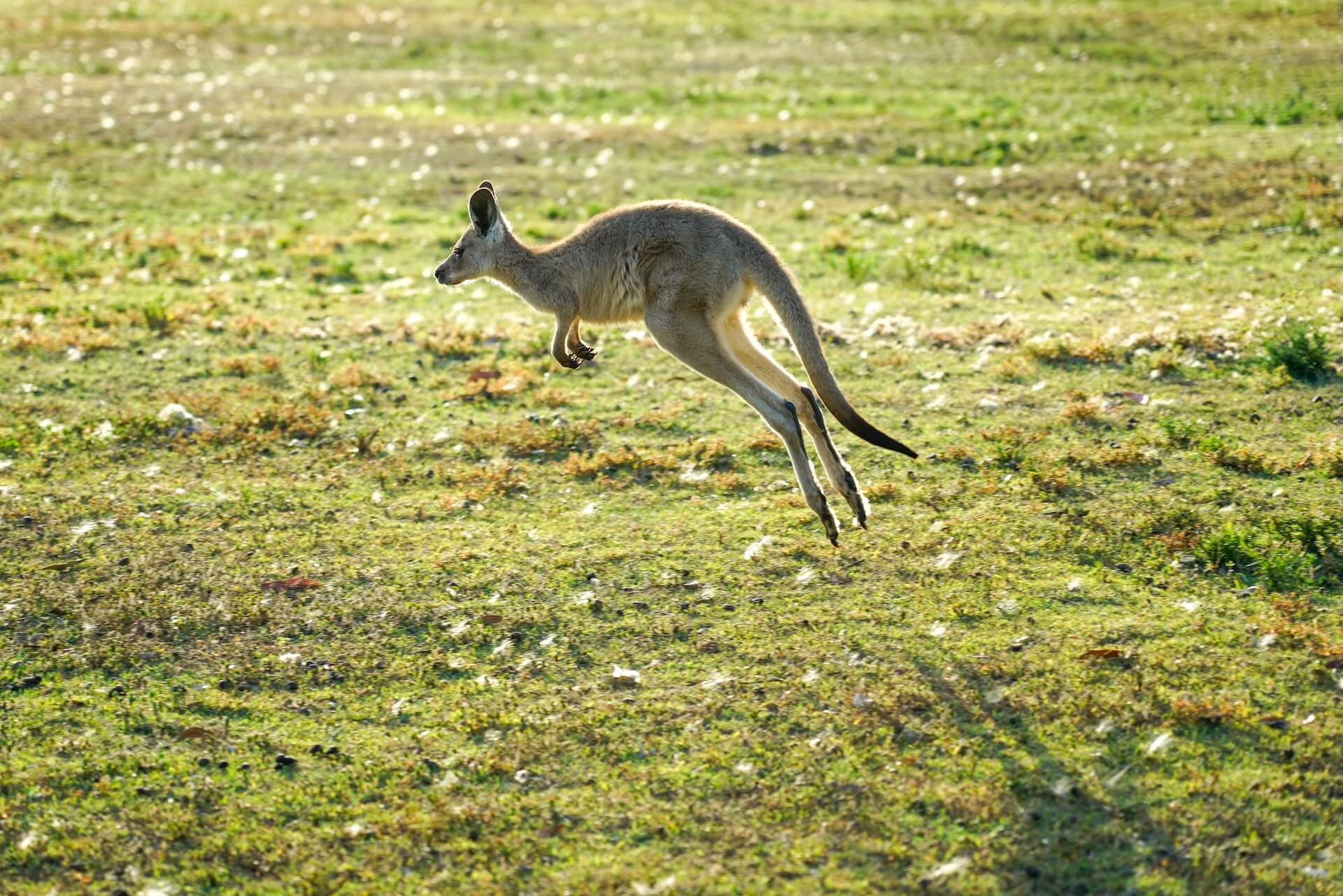 Kangaroo jumping on a field